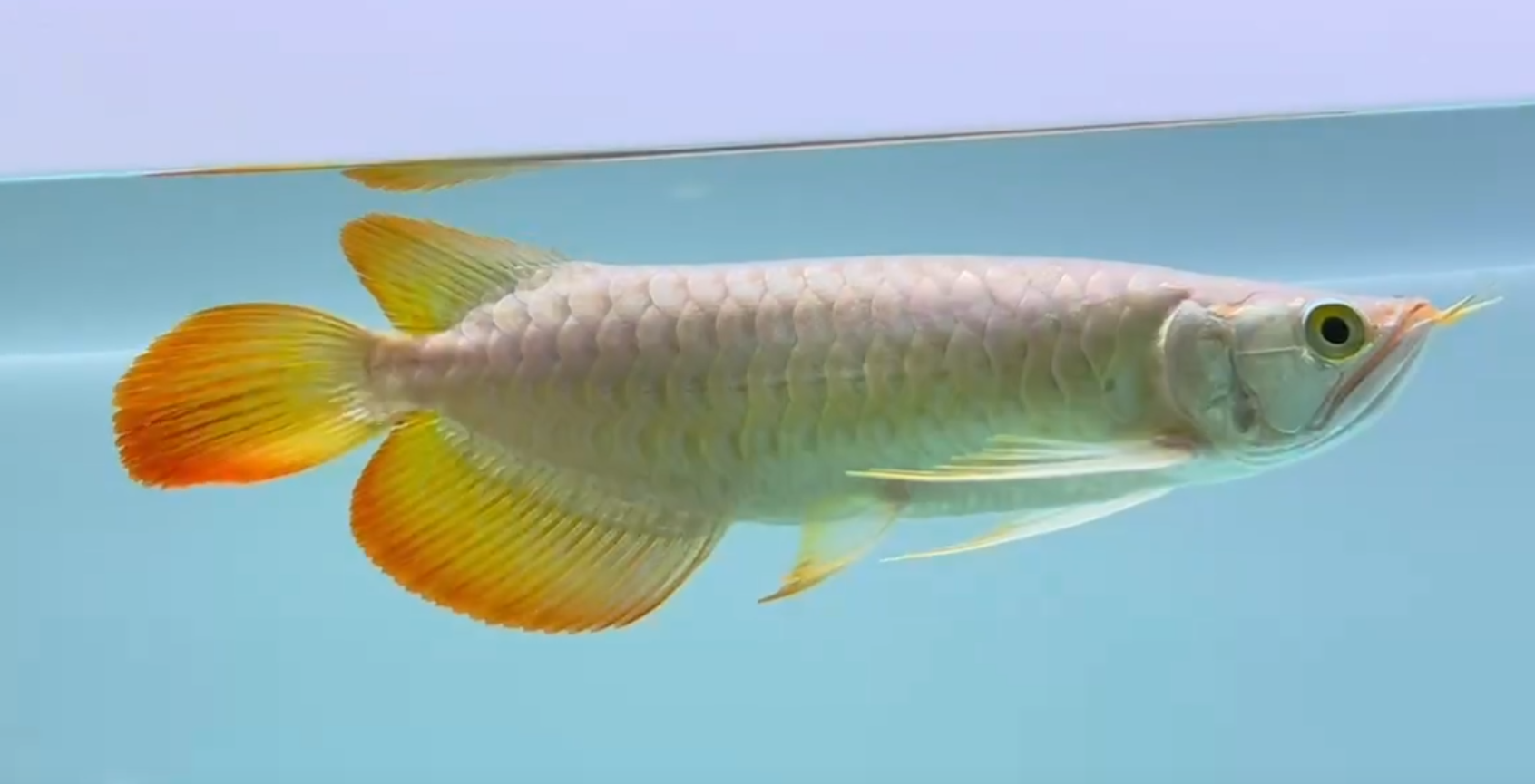 高品質(zhì)高端小紅龍